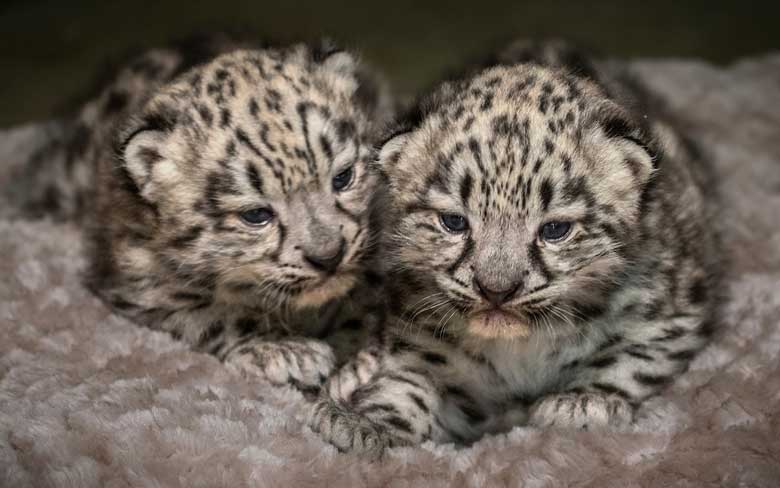 Baby Leopard Cub