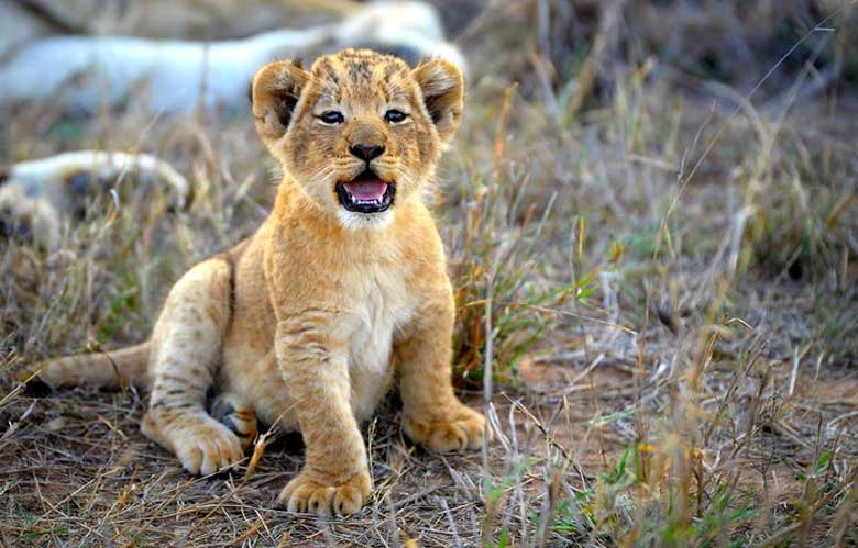 Baby Lion Cub