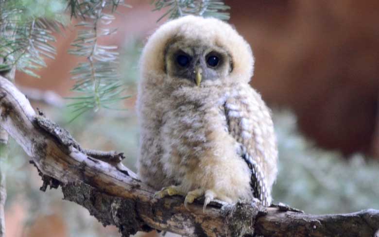 Baby Little Owlet