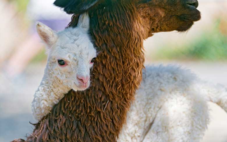 Baby Llamas