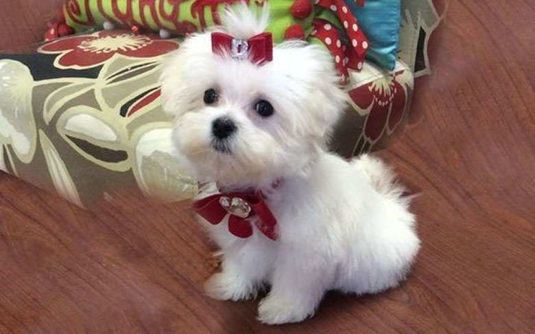 Baby Maltipoo Athena