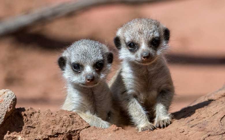 Baby Meerkat