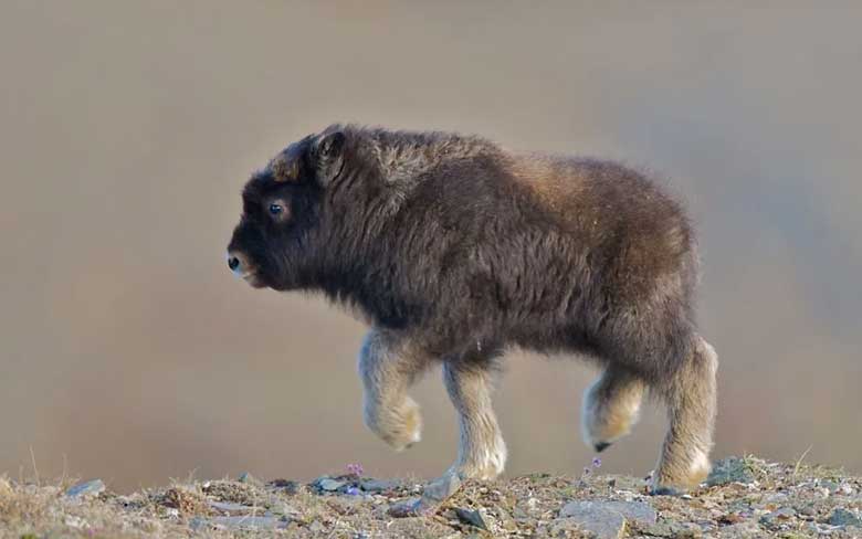 Baby Musk Ox