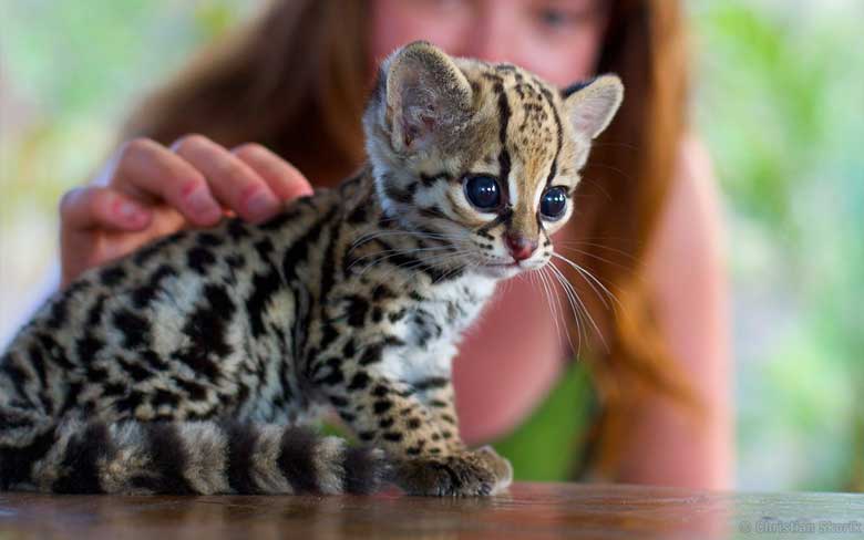 Baby Ocelot