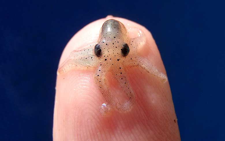 Baby Octopus