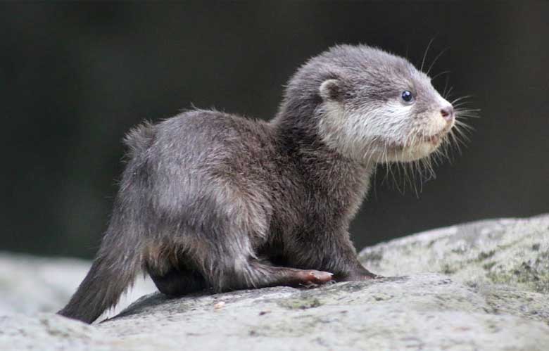 Baby Otter