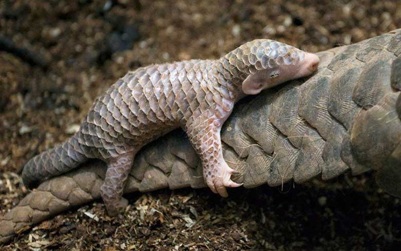 Baby Pangolin