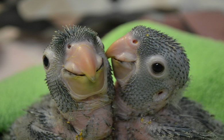 Baby Parrots