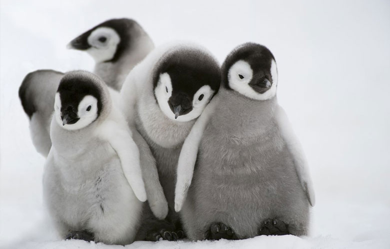 Baby Penguins