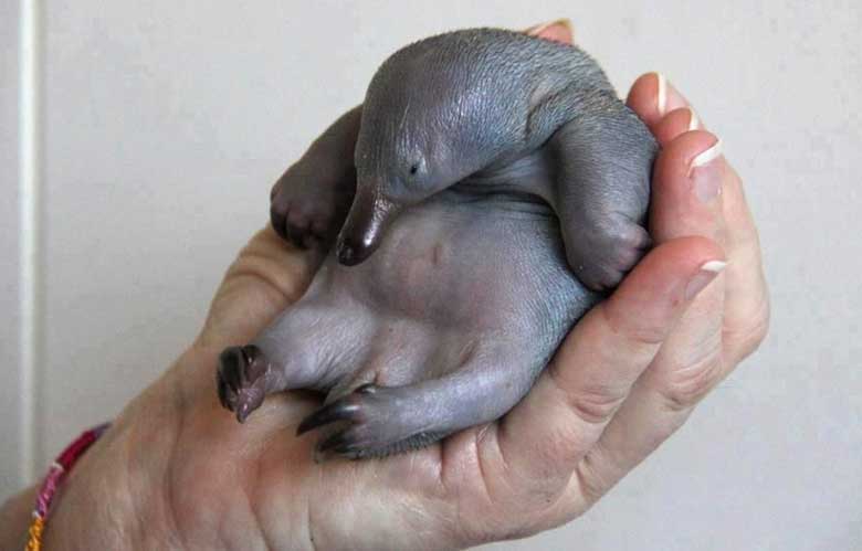 Baby Platypus