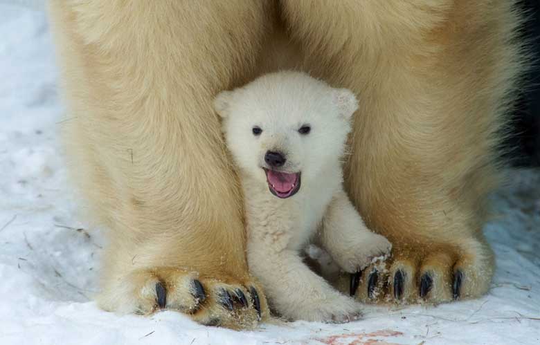 Baby Polar Bear