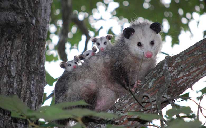 Baby Possum