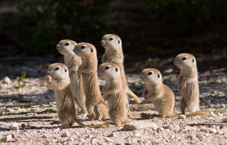 Baby Prairie Dogs