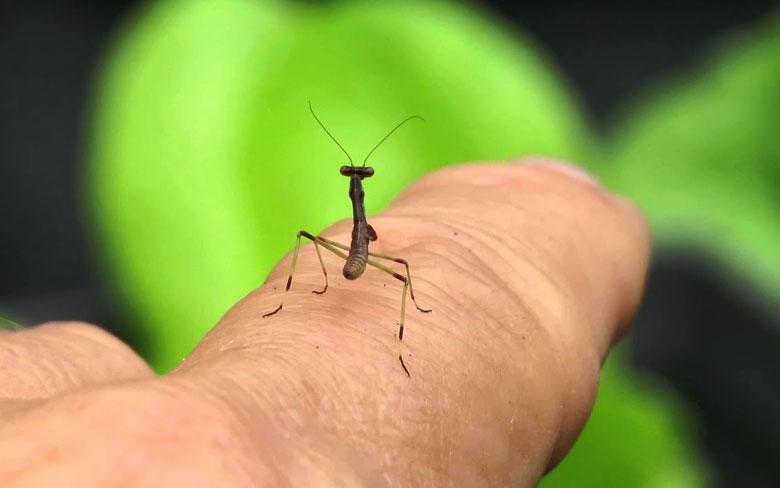 Baby Praying Mantis