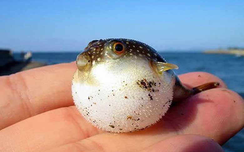 Baby Puffer Fish