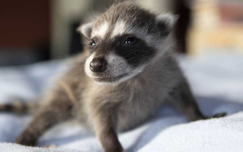 Baby Raccoon