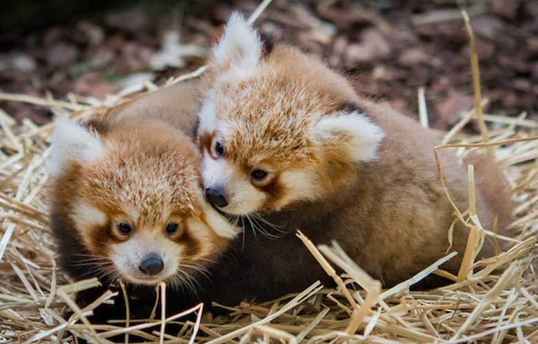 Baby Red Pandas