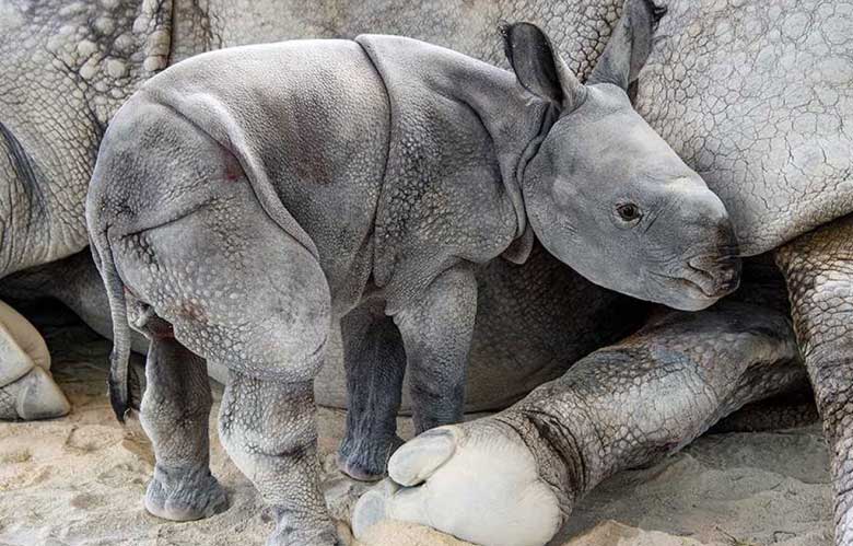 Baby Rhino