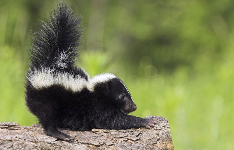 Baby Skunk