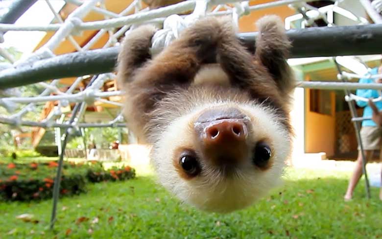 Baby Sloth