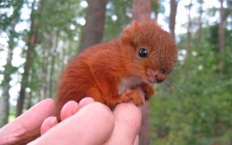 Baby Squirrel