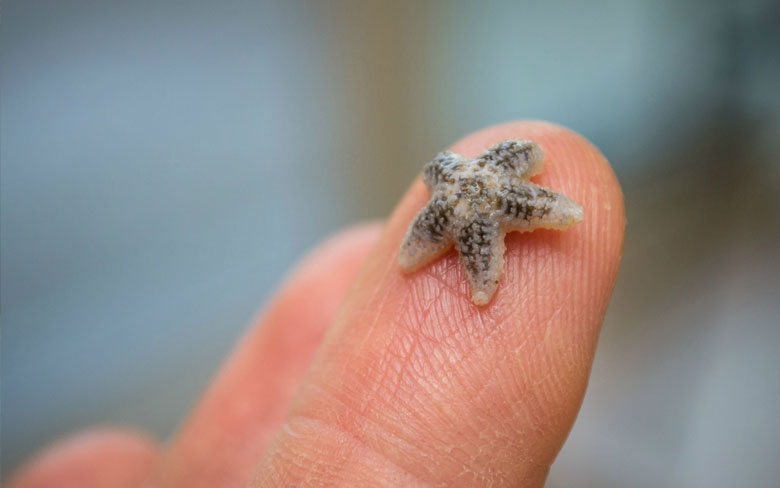 Baby Starfish