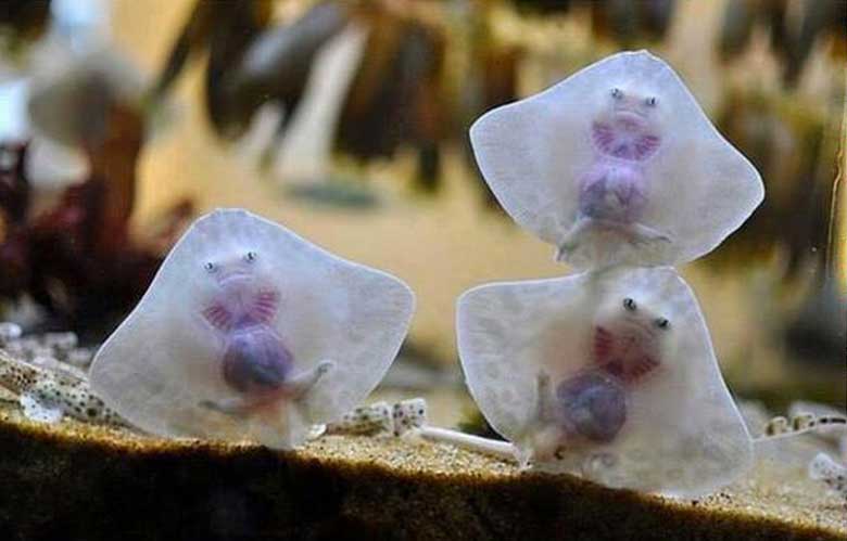 Baby Stingrays