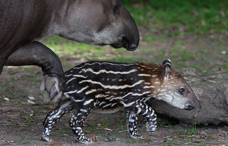 Baby Tapir