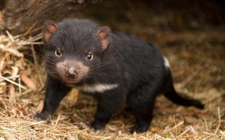 Baby Tasmanian Devil