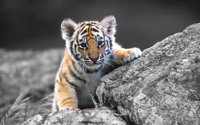 Baby Tiger Cub