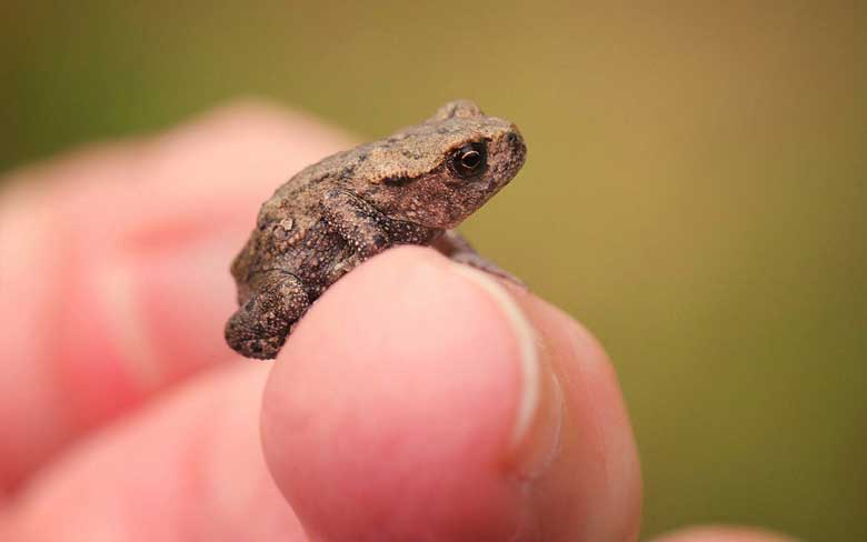 Baby Toad