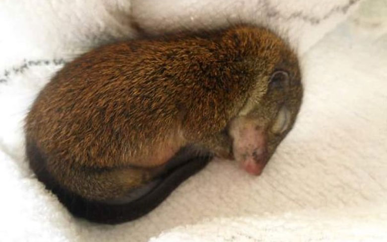 Baby Tree Shrew