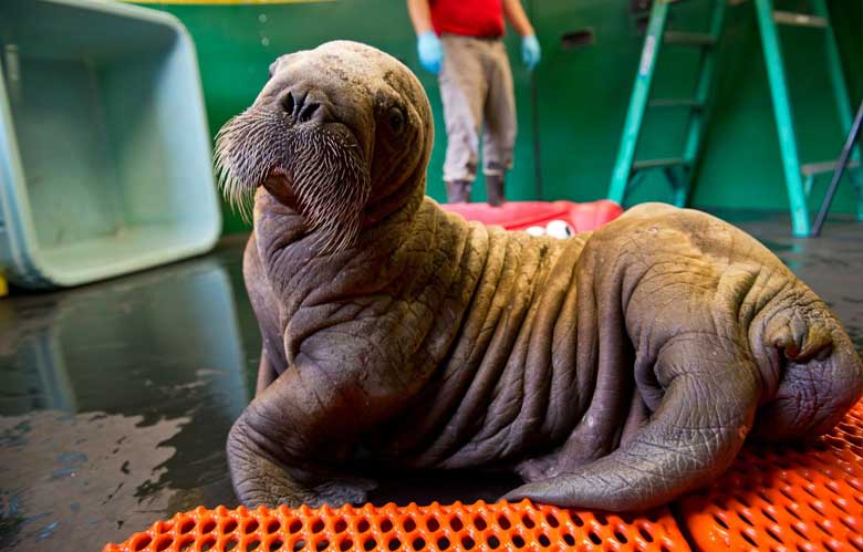 Baby Walrus