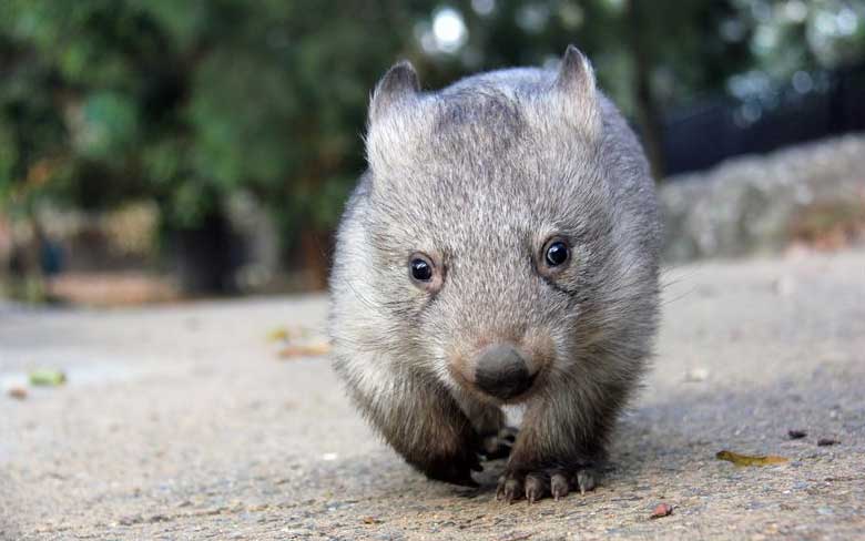 Baby Wombat