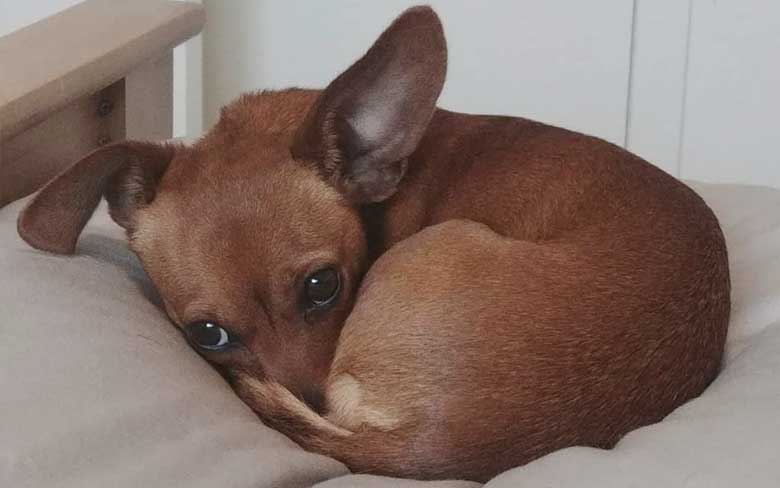 Chiweenie Puppy