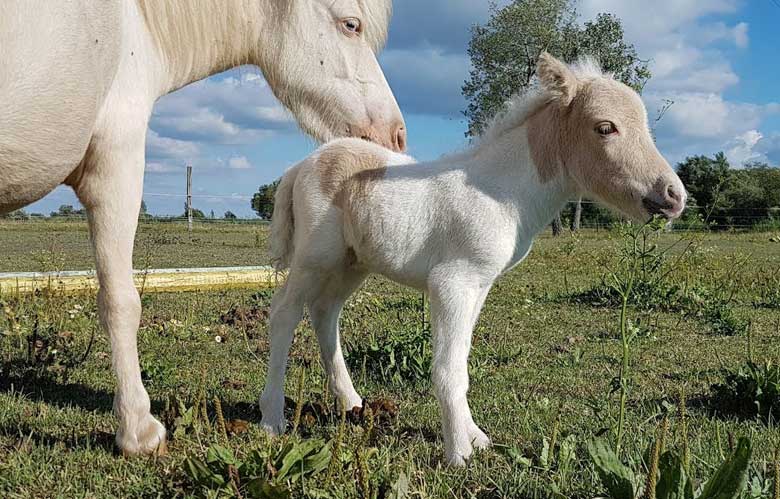 Cute Foal