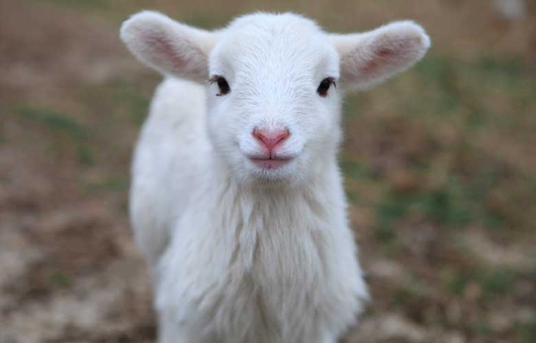 Cute Lamb