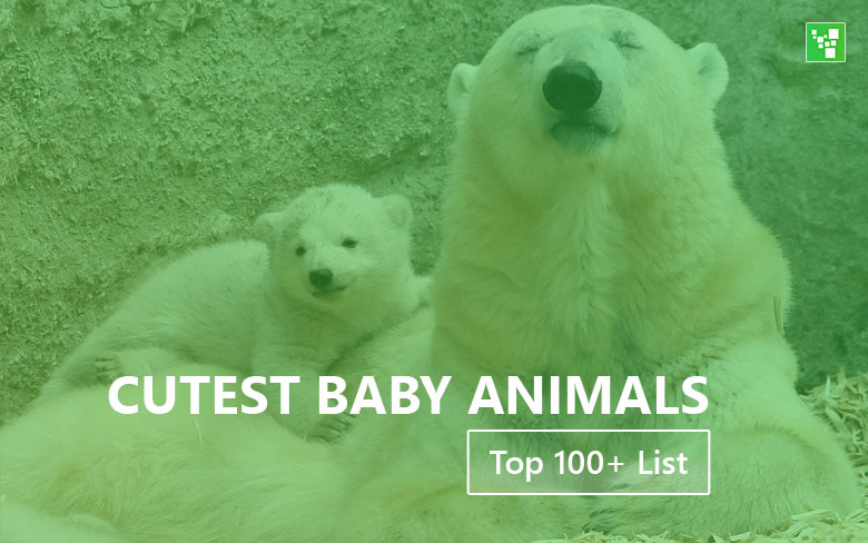 Cutest Baby Animals Top 100 List Updated 21 Ultimate Topics
