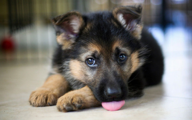 German Shepherd Puppy