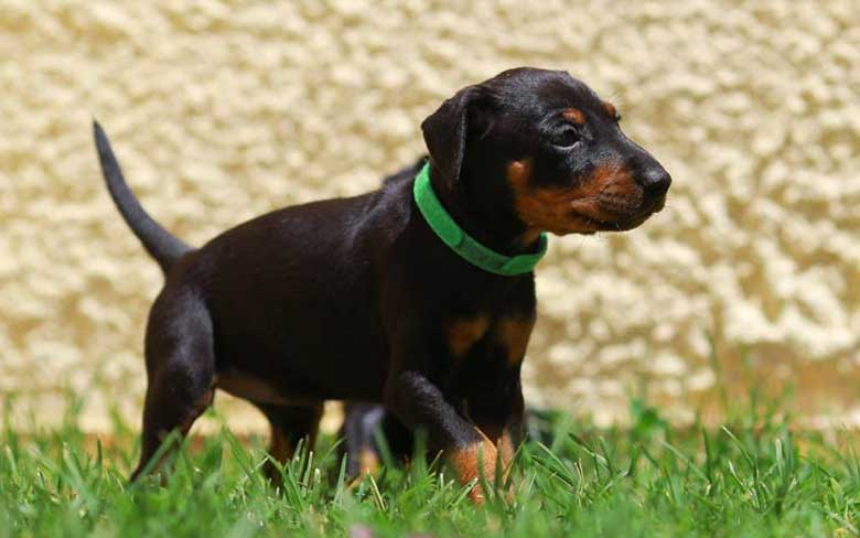 Manchester Terrier Puppy