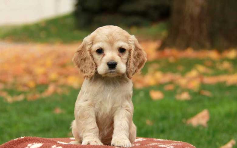 Cocker Spaniel Puppy