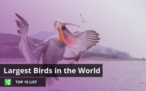 Largest Birds in the World – Top 15 List (Updated: 2023)