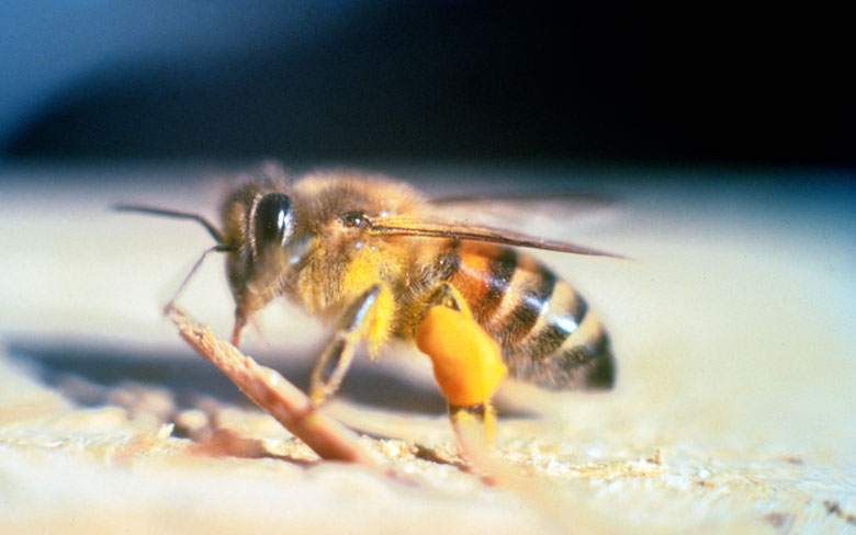 Africanized Honey bee