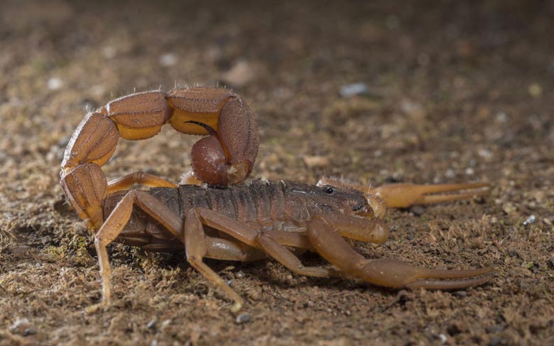 Arizona Bark Scorpions