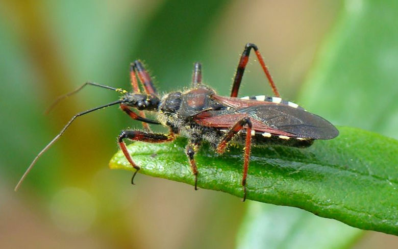 Assassin bugs