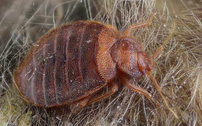 Bed bugs - The worst bugs in the world