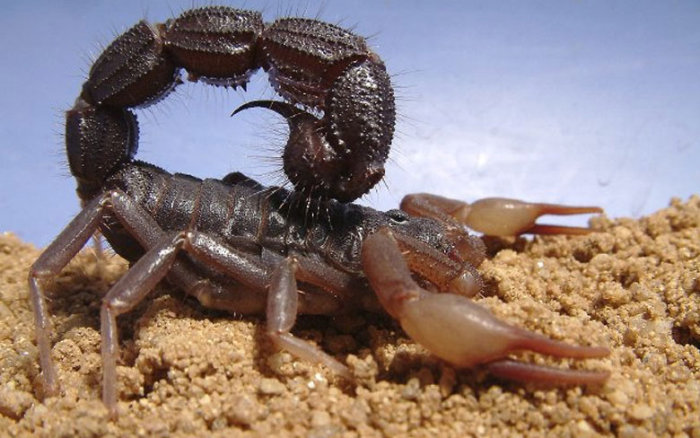 Black Spitting Thick Tail Scorpion