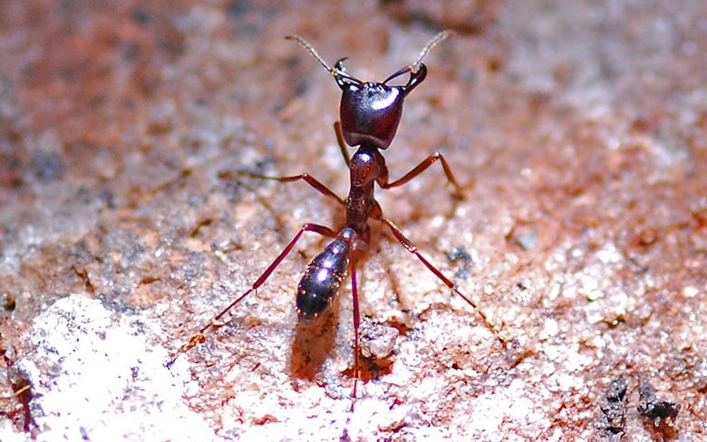 Dorylus Ants