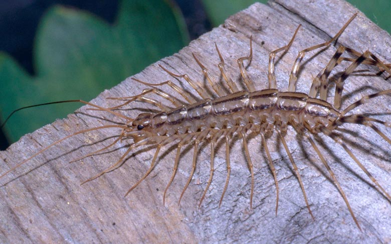 House centipedes