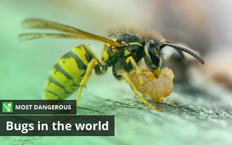 Most Dangerous Bugs in the World – Top 27 List (2023)